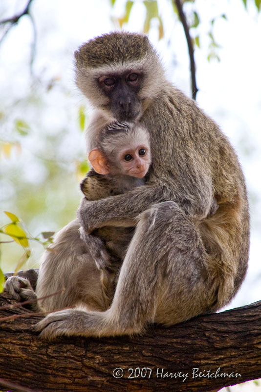 Vervet Monkey - Baby 4979.jpg